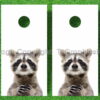 Curious Racoon Cornhole Decal